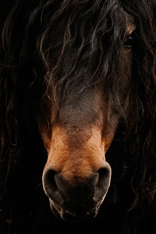 reFocus Awards | Fabienne Gassmann | Honorable Mention (Domestic Animals)