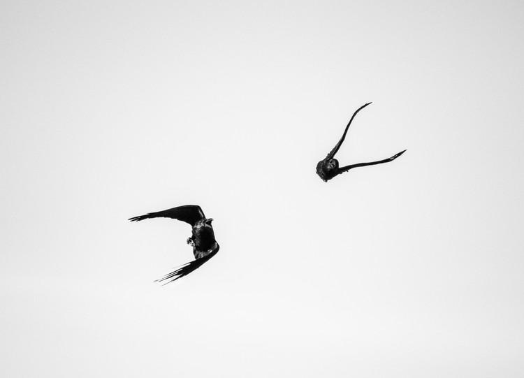 reFocus Awards | Rebecca Rauch | Nominee (Wildlife)