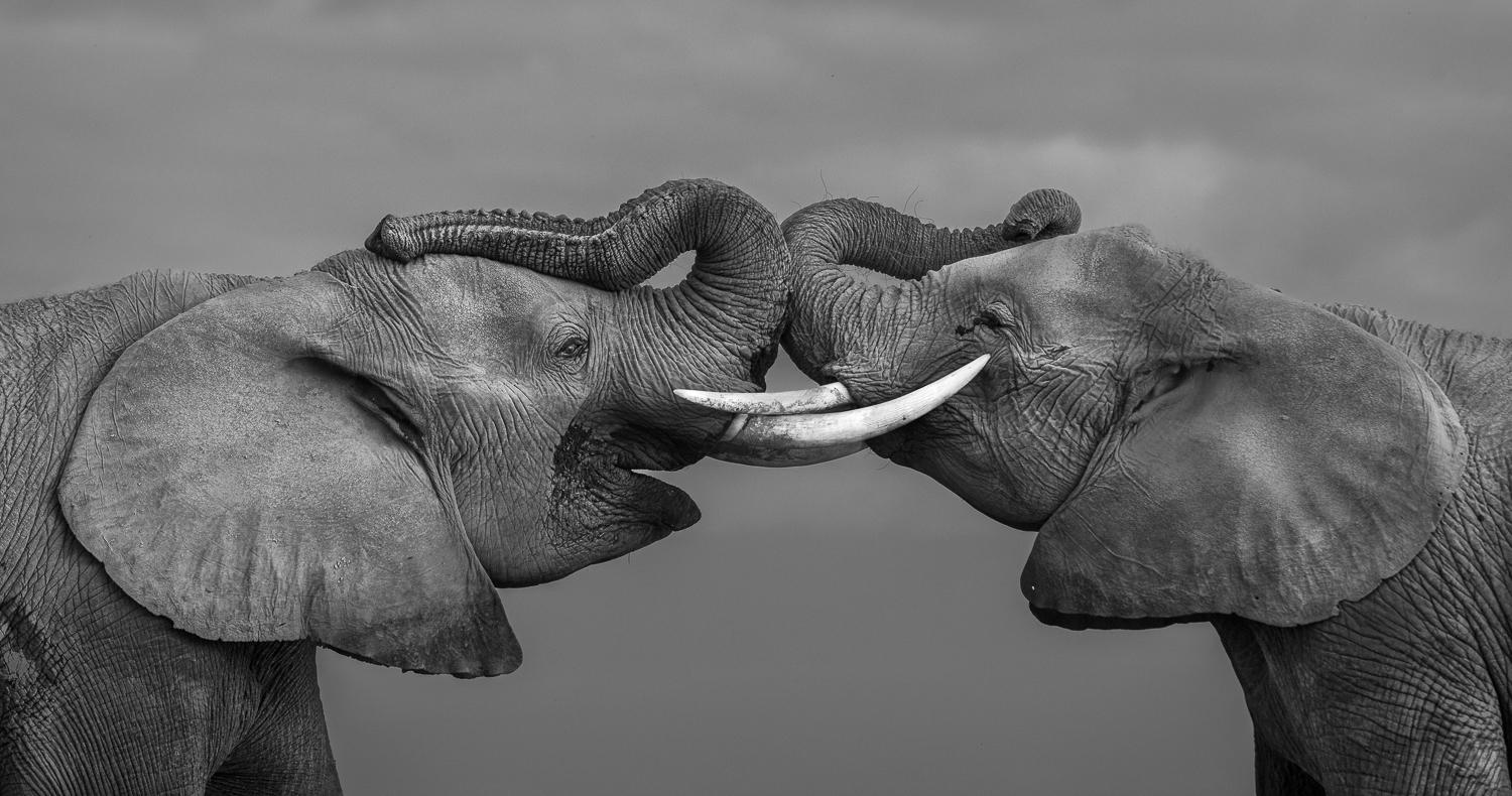 Black & White Photo Contest Featured Image